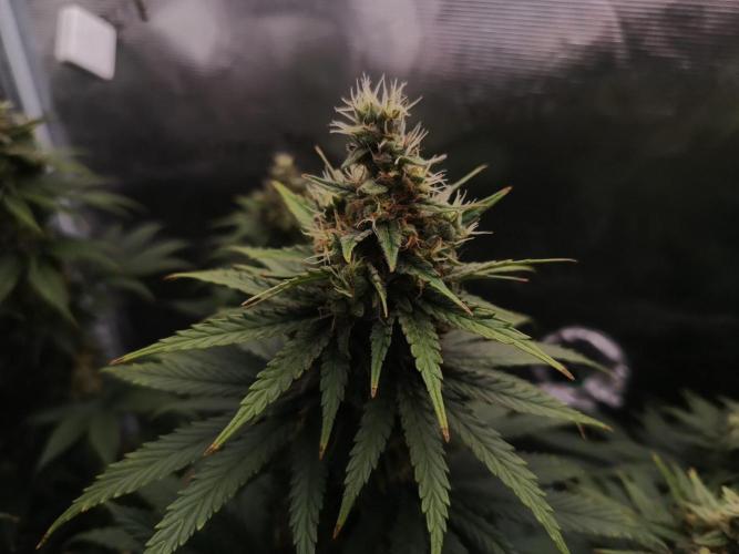 Zasaď si sám. Week 10 - HinduKush