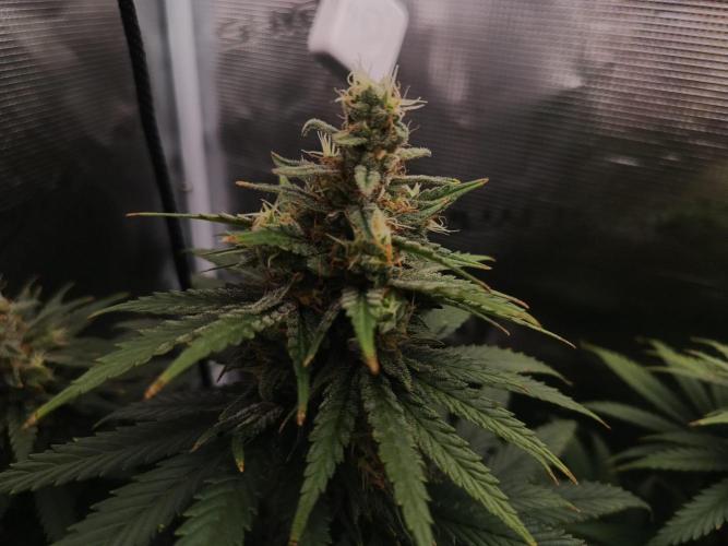 Zasaď si sám. Week 10 - HinduKush