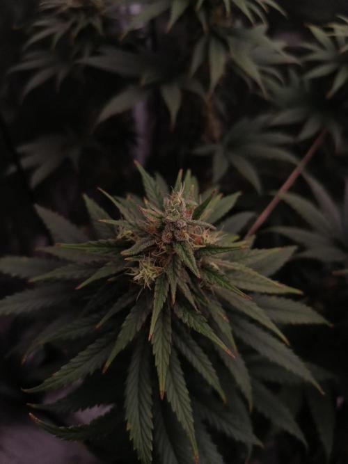 Zasaď si sám. Week 10 - HinduKush