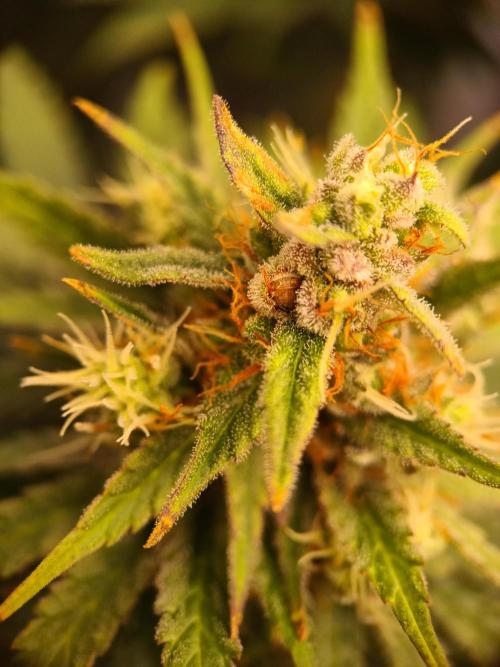 Zasaď si sám. Week 10 - HinduKush 13.7.