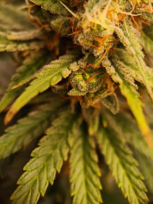 Zasaď si sám. Week 10 - HinduKush 13.7.