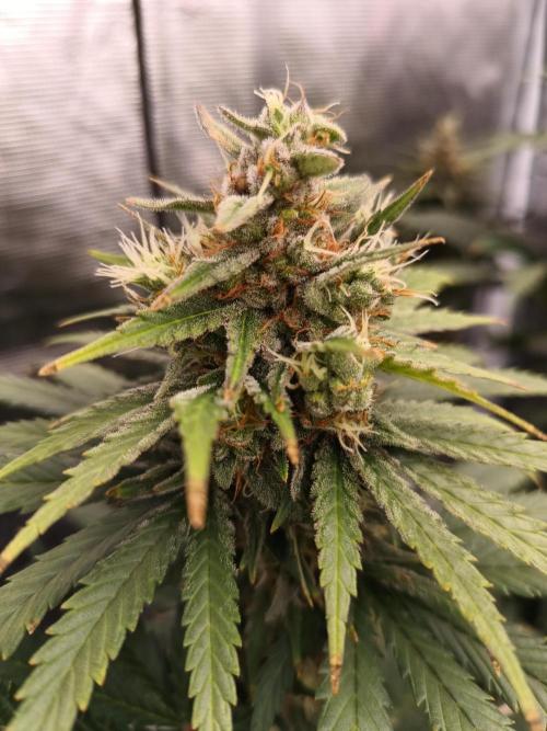 Zasaď si sám. Week 10 - HinduKush 13.7.