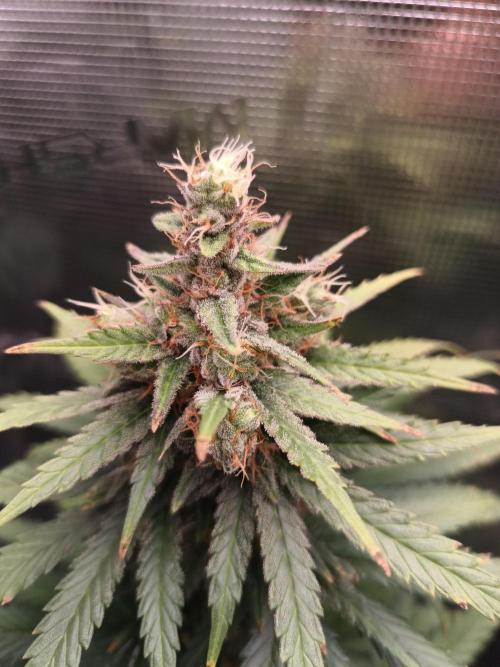Zasaď si sám. Week 10 - HinduKush 13.7.