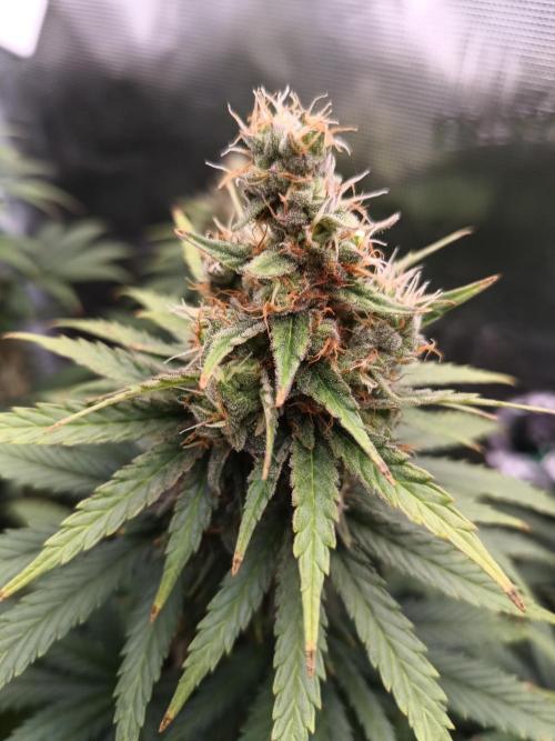 Zasaď si sám. Week 10 - HinduKush 13.7.