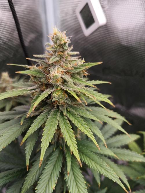 Zasaď si sám. Week 10 - HinduKush 13.7.