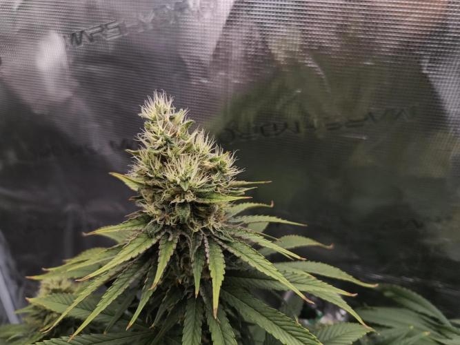 Zasaď si sám. Week 11