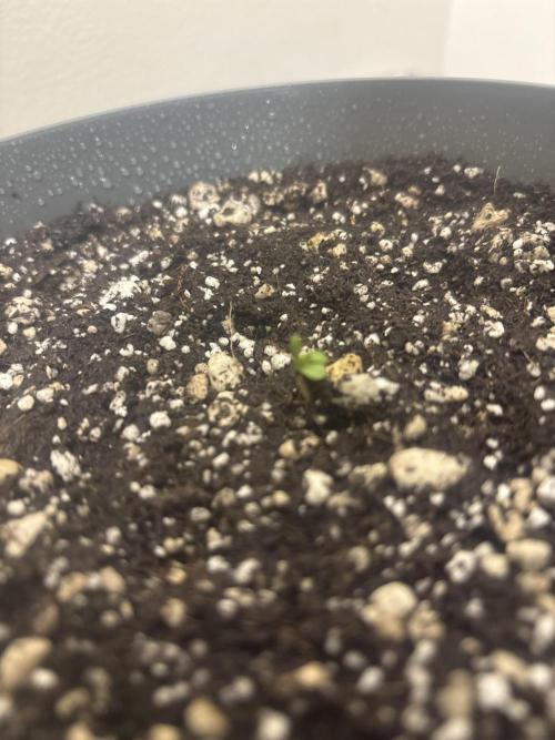 OverDue 🏴‍☠️. Week 0 - Gorilla Skittlez First to pop. Almost an inch overnight. 