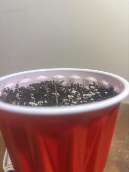 OverDue 🏴‍☠️. Week 0 - Cherry Cola RF3