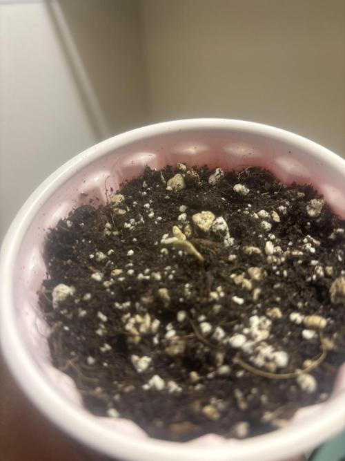 OverDue 🏴‍☠️. Week 0 - Tropicana cookies 