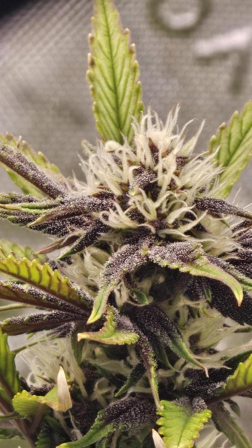 MooGooGaiPan. Week 7