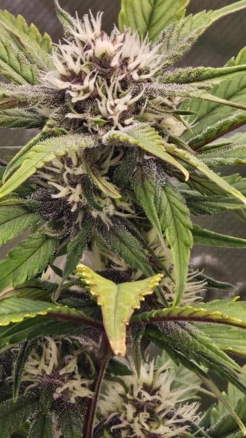 MooGooGaiPan. Week 7