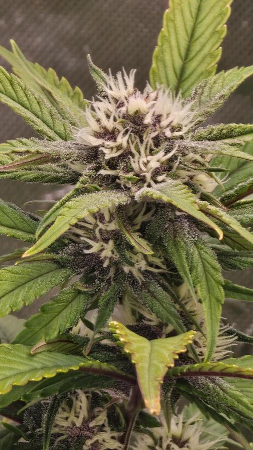 MooGooGaiPan. Week 7