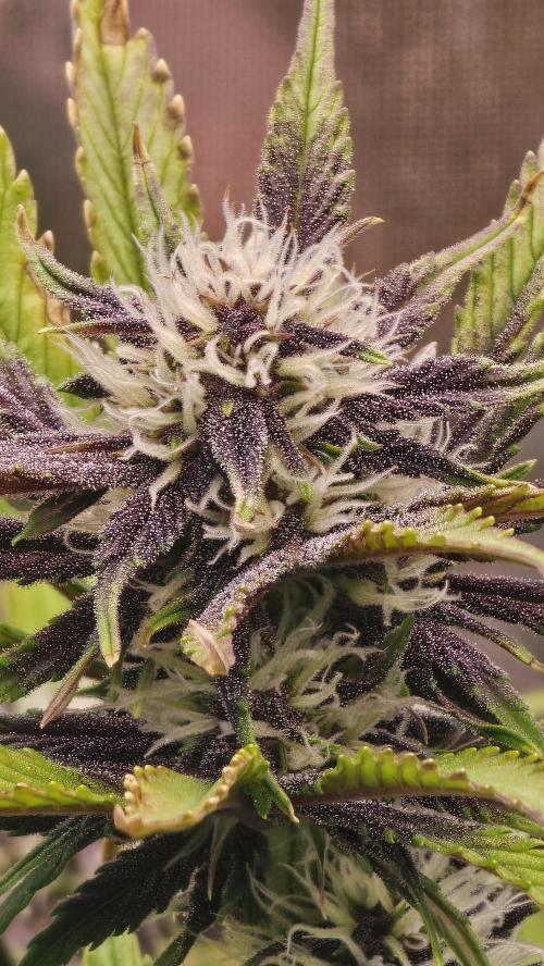 MooGooGaiPan. Week 7