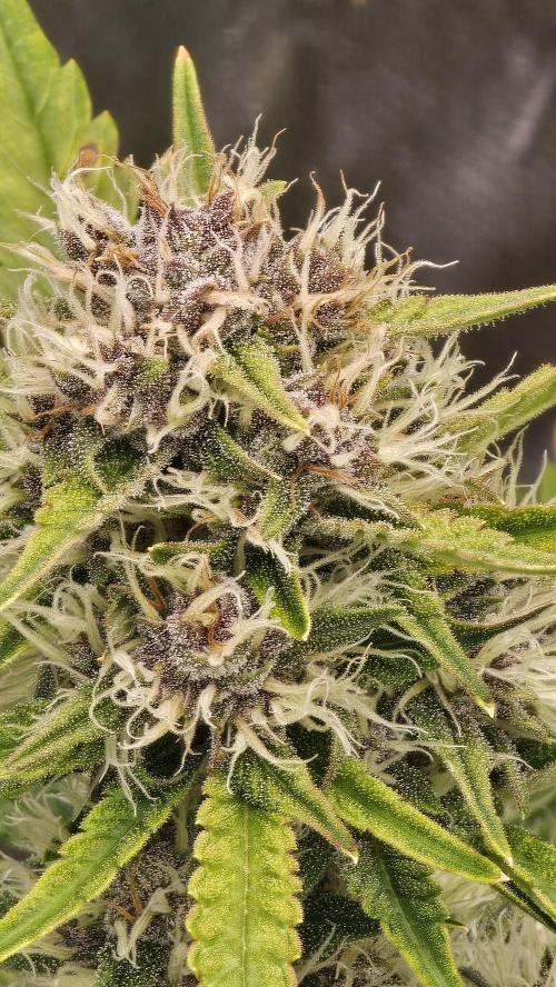 MooGooGaiPan. Week 7