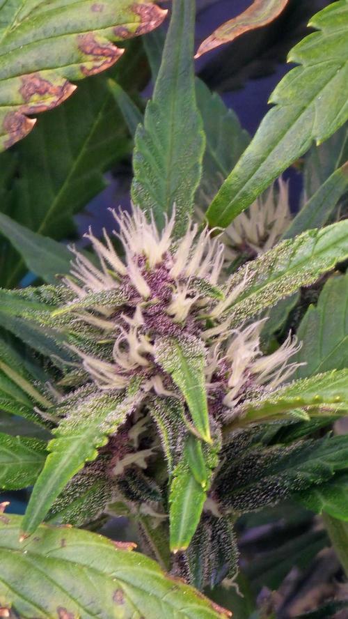 MooGooGaiPan. Week 7