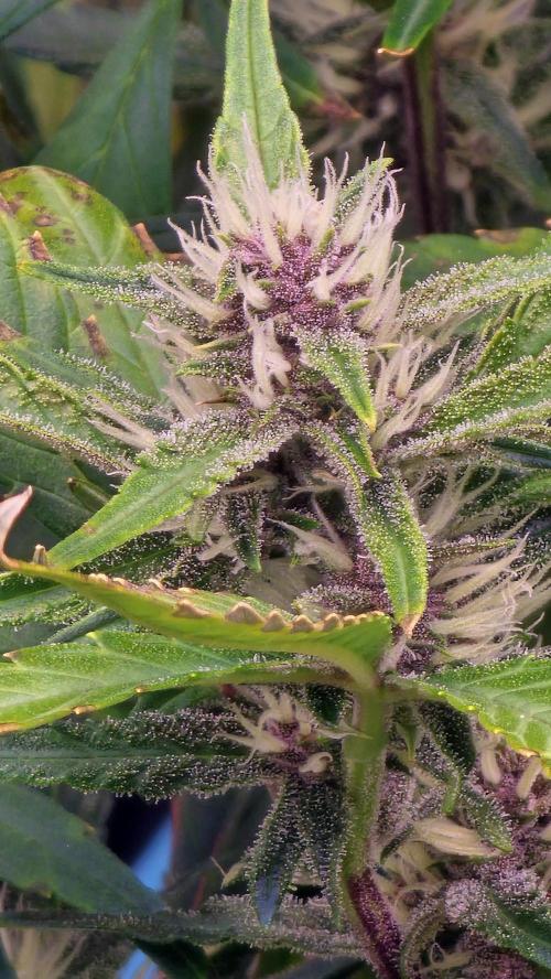 MooGooGaiPan. Week 7