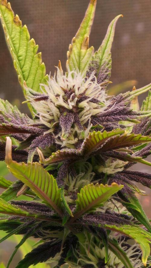 MooGooGaiPan. Week 7