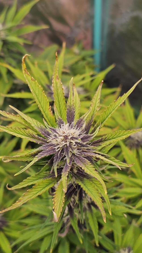 MooGooGaiPan. Week 7