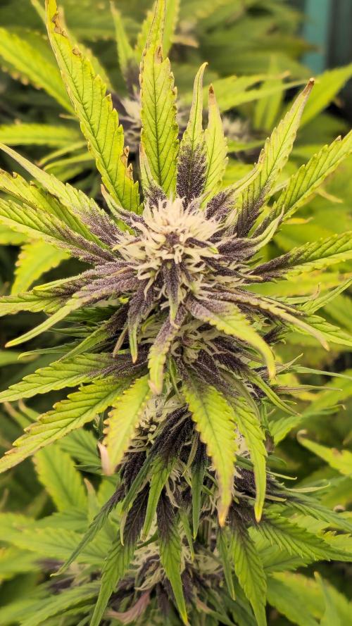 MooGooGaiPan. Week 7