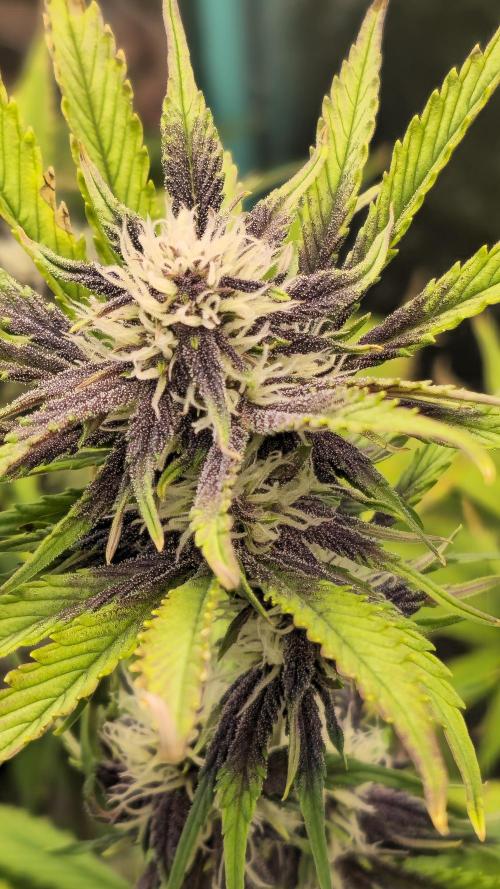 MooGooGaiPan. Week 7