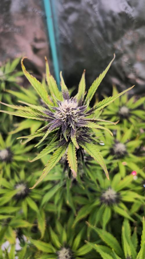 MooGooGaiPan. Week 7