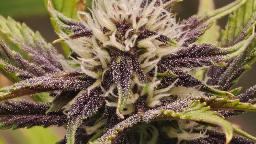 MooGooGaiPan. Week 7