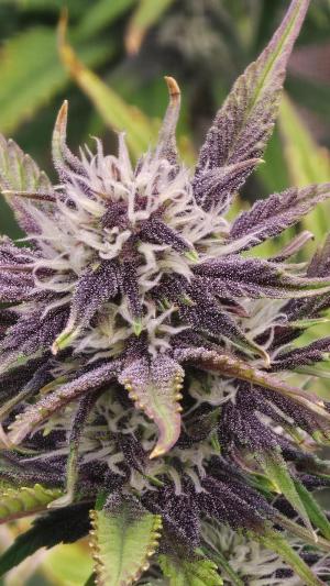 Comment by Planton_Chigur photo #2