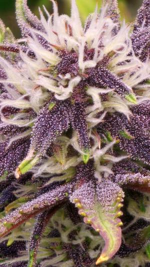 Comment by Planton_Chigur photo #3