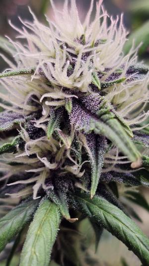 Comment by Planton_Chigur photo #4