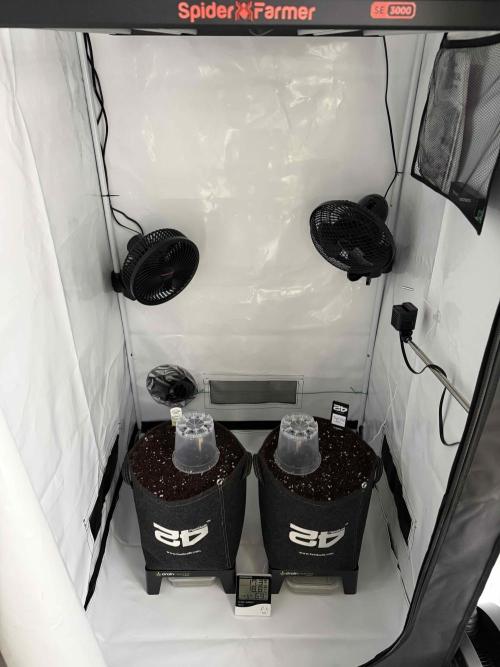 VoGrow‘s Autoflower Grow. Week 0