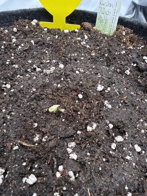 VoGrow‘s Autoflower Grow. Week 0 - Hallo Kingston Punch Auto👋🏼🤩