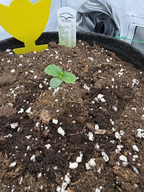 VoGrow‘s Autoflower Grow. Week 2