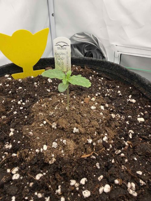 VoGrow‘s Autoflower Grow. Week 2 - 9Tage später (Kingston Punch Auto)