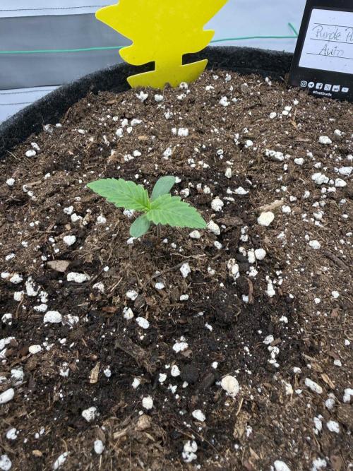 VoGrow‘s Autoflower Grow. Week 2
