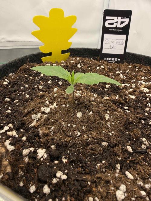 VoGrow‘s Autoflower Grow. Week 2 - 9Tage später (Purple Punch Auto)