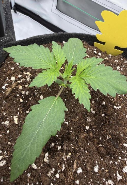 VoGrow‘s Autoflower Grow. Week 3