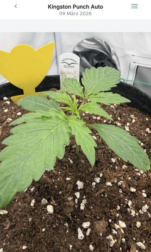 VoGrow‘s Autoflower Grow. Week 3