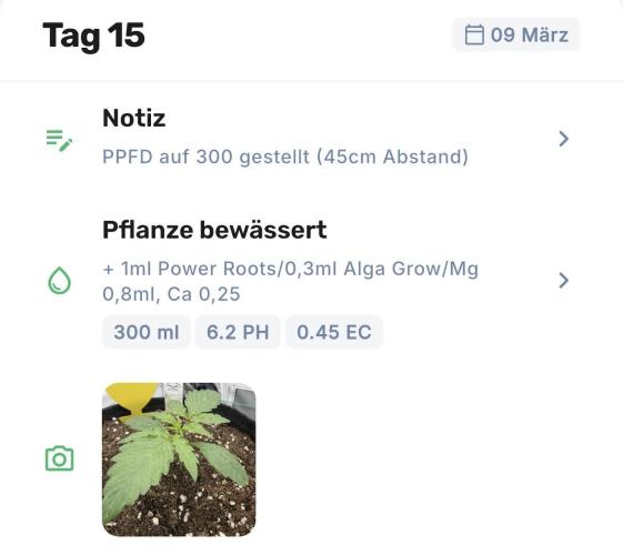 VoGrow‘s Autoflower Grow. Week 3