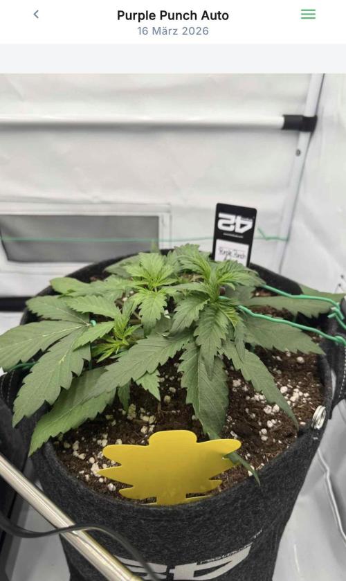 VoGrow‘s Autoflower Grow. Week 4