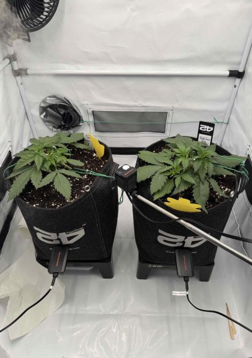 VoGrow‘s Autoflower Grow. Week 4
