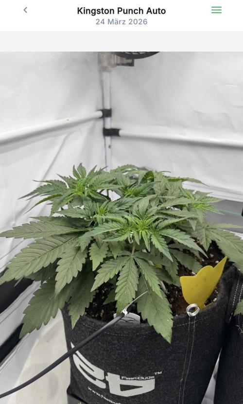 VoGrow‘s Autoflower Grow. Week 5