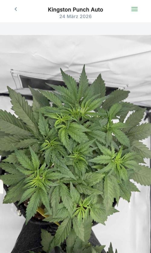 VoGrow‘s Autoflower Grow. Week 5
