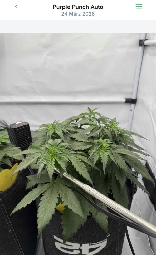 VoGrow‘s Autoflower Grow. Week 5