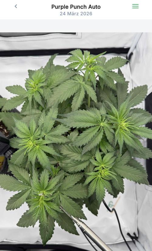 VoGrow‘s Autoflower Grow. Week 5