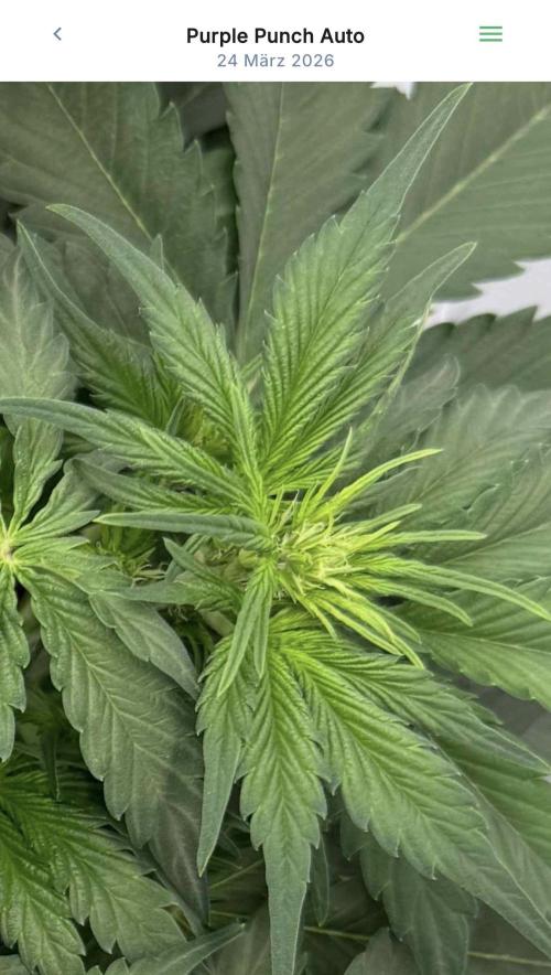VoGrow‘s Autoflower Grow. Week 5