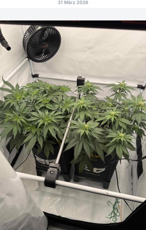 VoGrow‘s Autoflower Grow. Week 6 - Schön gleichmäßiges Blätterdach bei beiden.👌🏼