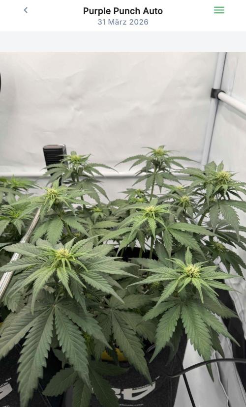 VoGrow‘s Autoflower Grow. Week 6