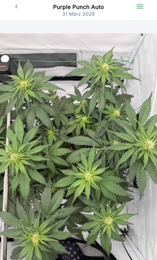 VoGrow‘s Autoflower Grow. Week 6 - What a Beauty 🌱😍