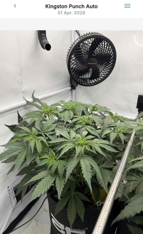 VoGrow‘s Autoflower Grow. Week 6