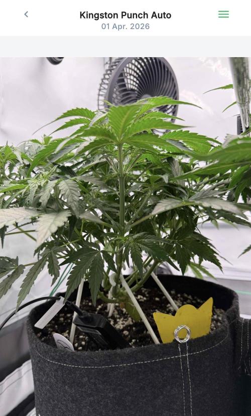VoGrow‘s Autoflower Grow. Week 6